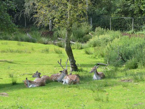 Siblu De Lente van Drenthe - Camping Aa en Hunze - Image N°32