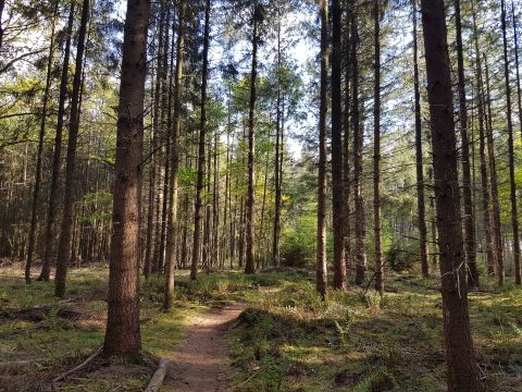 Siblu De Lente van Drenthe - Camping Aa en Hunze - Image N°37