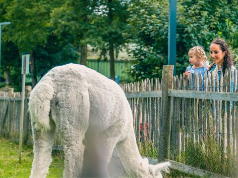 EuroParcs Molengroet - Camping Langedijk - Image N°20