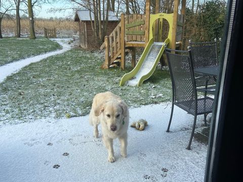 BUNGALOW 6 personnes - Forest Pet & Family 197