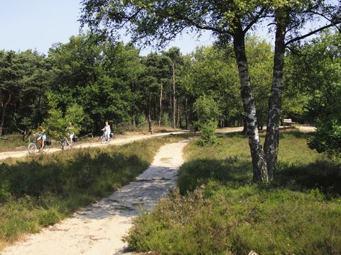 Vakantiepark De Lindenberg - Camping Rijssen-Holten - Image N°6