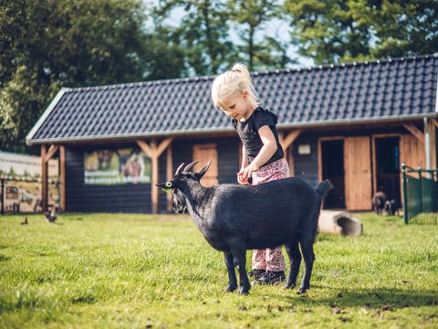 Vakantiepark Ackersate - Camping Barneveld - Image N°9