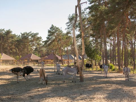 Safari Resort Beekse Bergen - Camping Hilvarenbeek - Image N°19
