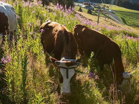 Pierre & Vacances Premium Résidence L'Amara - Camping Haute-Savoie - Image N°29