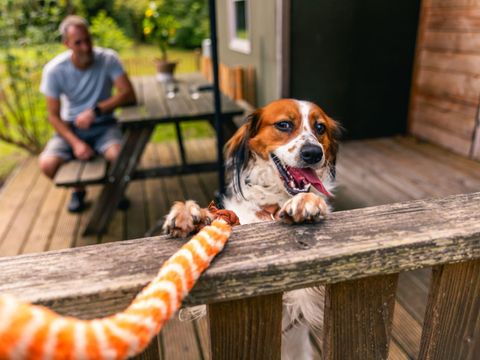 TENTE TOILE ET BOIS 6 personnes - Tente de glamping Dog Lodge