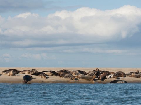 Landal Kaap West - Camping Terschelling - Image N°4