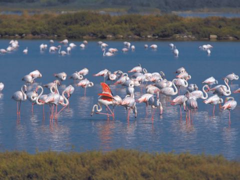 Camping de l'Arnel - Camping Hérault - Image N°41