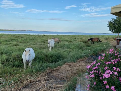 Camping de l'Arnel - Camping Hérault - Image N°26
