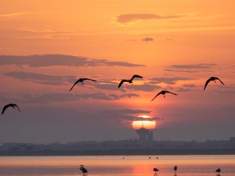 Camping de l'Arnel - Camping Hérault - Image N°40