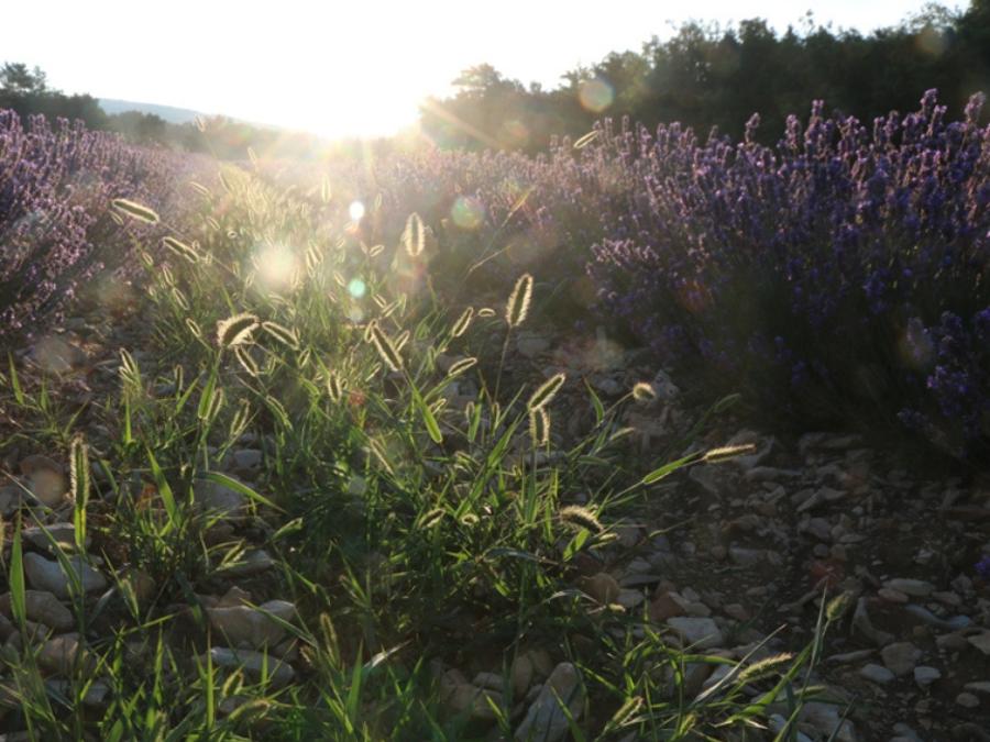 France - Camping Le Luberon | Pausado, 4*