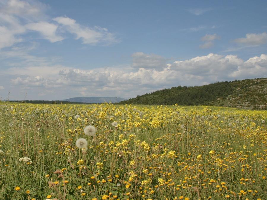 La Claparede Midi-Pyrénées - Saint-Jean-du-Bruel visuel 20/36