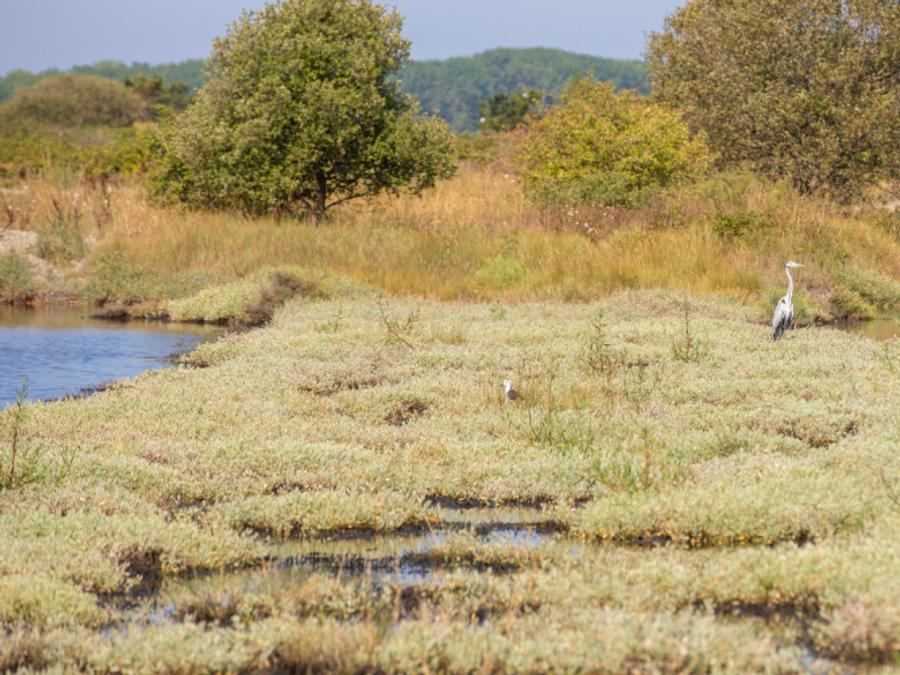 Camping Les Dunes, 5* - 44