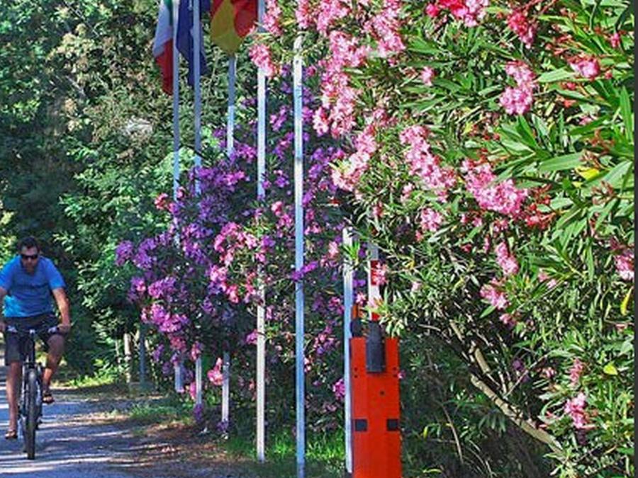 France - Corse (France) - Calvi - Camping Bella Vista, 3*