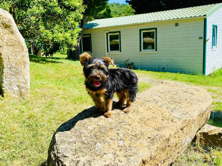 Flower Camping la Pibola, 3* - 6