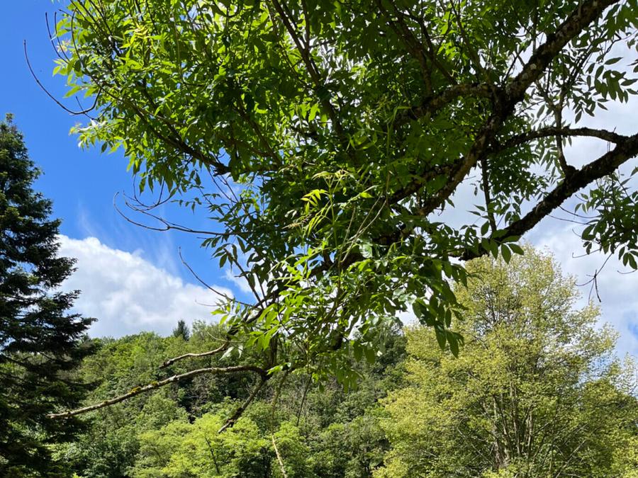 Camping La Roche