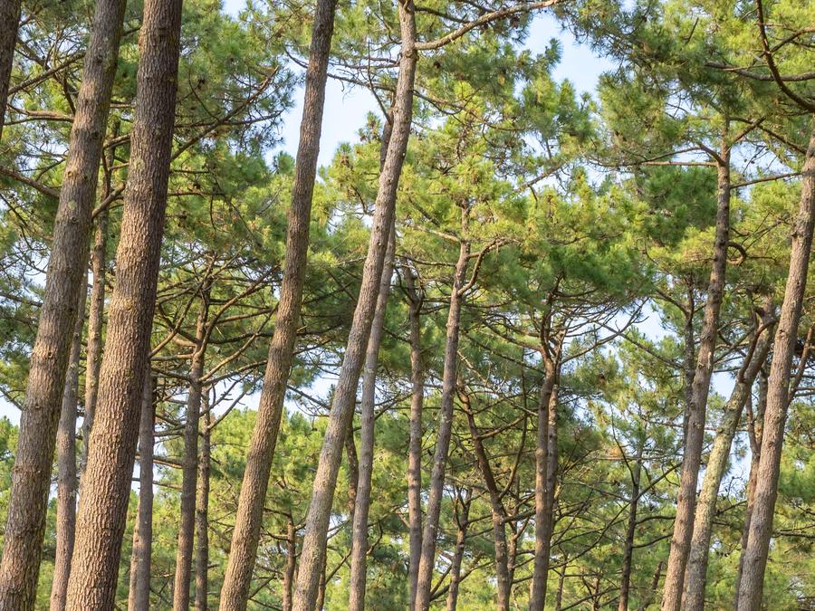 Camping Le Vieux Port, 5* - 51