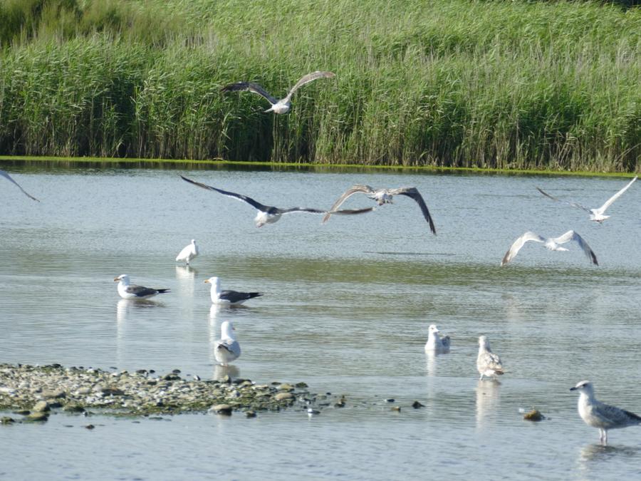 Camping La Corniche, 3* - 32