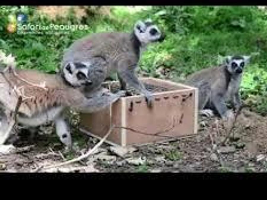 France - Auvergne-Rhône-Alpes (France) - Camping Ushuaia Villages L'Oasis, 5*