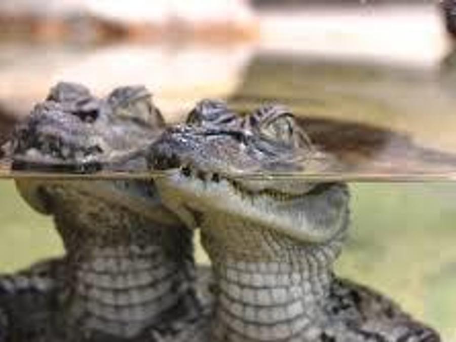 France - Auvergne-Rhône-Alpes (France) - Camping Ushuaia Villages L'Oasis, 5*