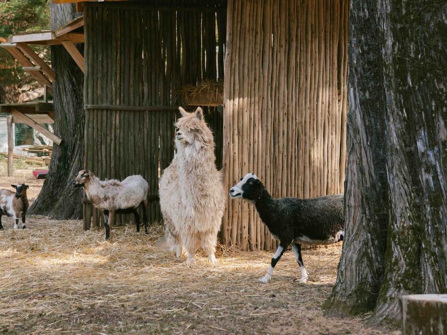 Slow Village Saint-Martin-de-Ré - 80
