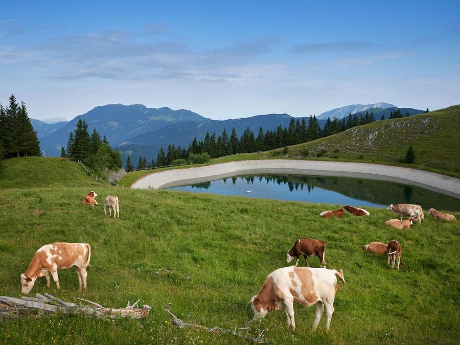 Forest Camping Mozirje