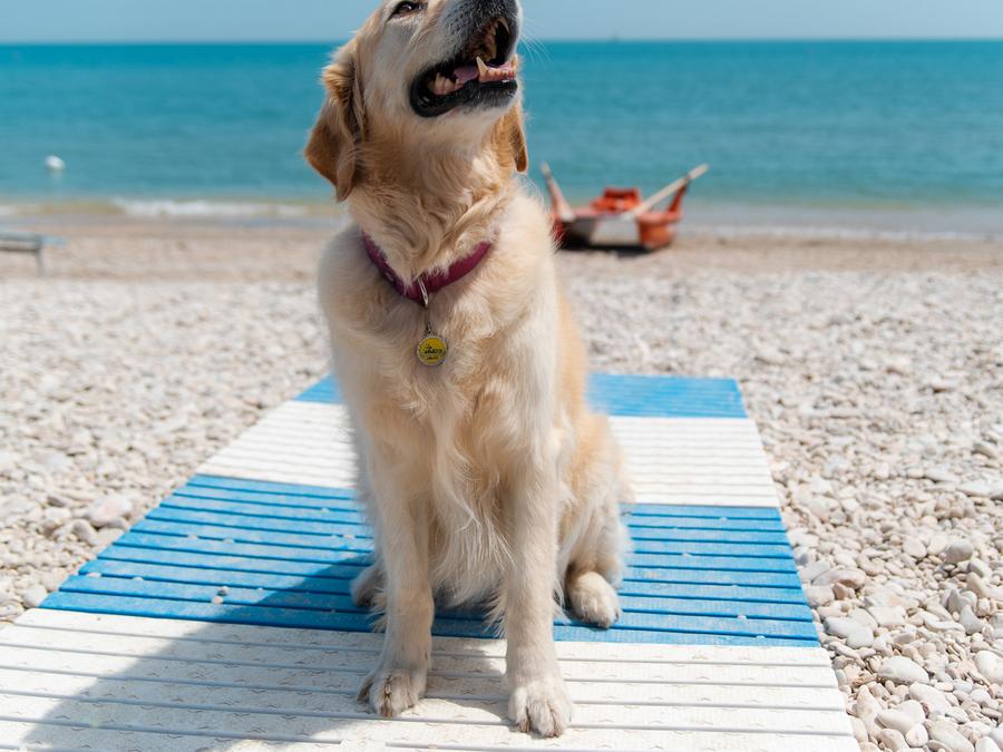 Le Mimose Family Resort Marches - Porto Sant'Elpidio visuel 9/10