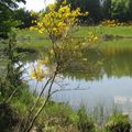 Camping de l'Etang