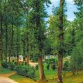 Camping  Le Parc des Roches