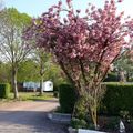 Camping  Des Peupliers