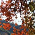 CAMPING SACEDON