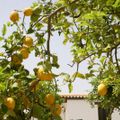 Agriturismo Terra dei Limoni