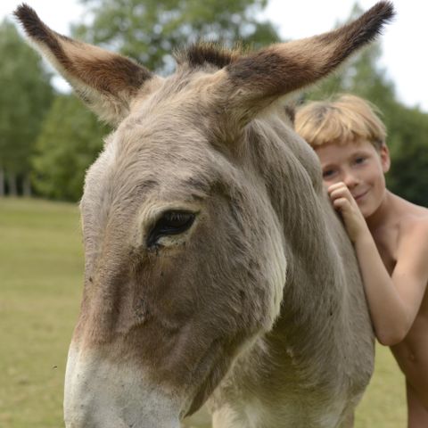 Kampeerplaats - Standplaats Pakket