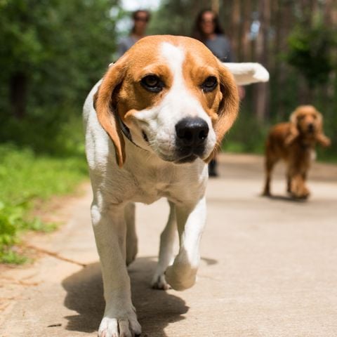 CHALET 4 personnes - refuge pour randonneurs