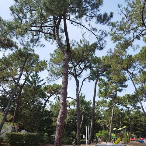 Domaine de la Presqu'île - Camping Vendée - Image N°4