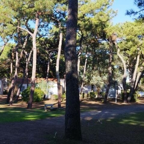 Domaine de la Presqu'île - Camping Vendée - Image N°5