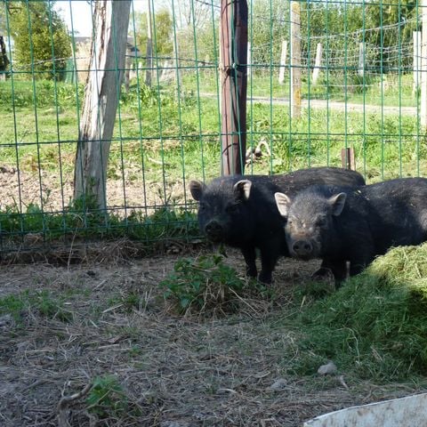 Camping Ushuaïa Villages - Les Pommiers Pays d'Auge - Camping Eure - Image N°5