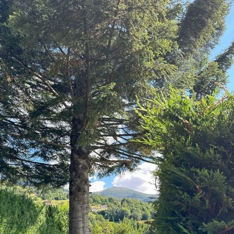 STAANPLAATS - Standplaats (tent, caravan of camper + 10A elektriciteit)