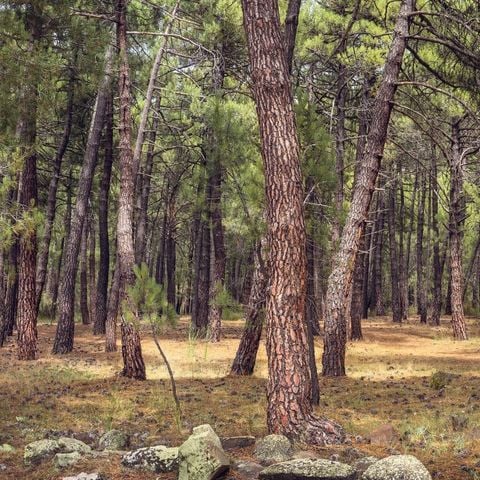 Camping Javalambre - Camping Teruel - Image N°5