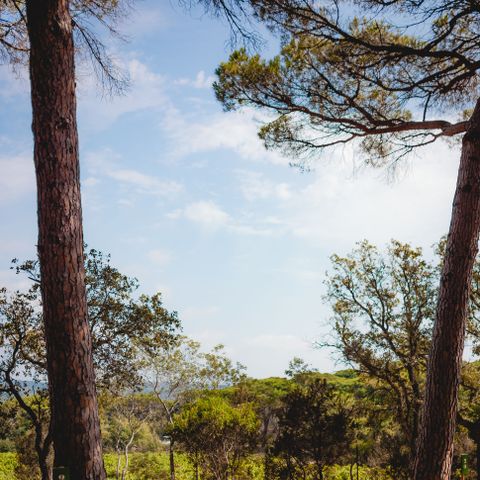 Kampeerplaats - Natuurtent met elektriciteit