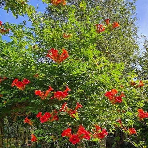 BUNGALOW 4 people - Dune 130