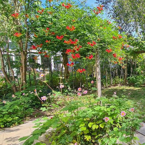 Bungalow 4 Personen - Düne 130