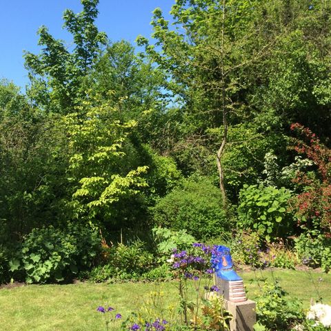 Bungalow 5 personen - Duin 123