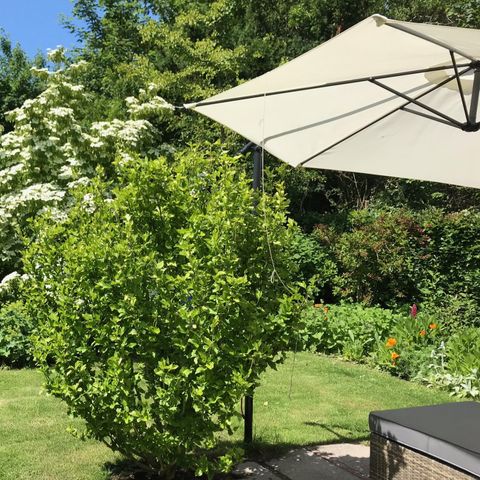 Bungalow 5 Personen - Düne 123