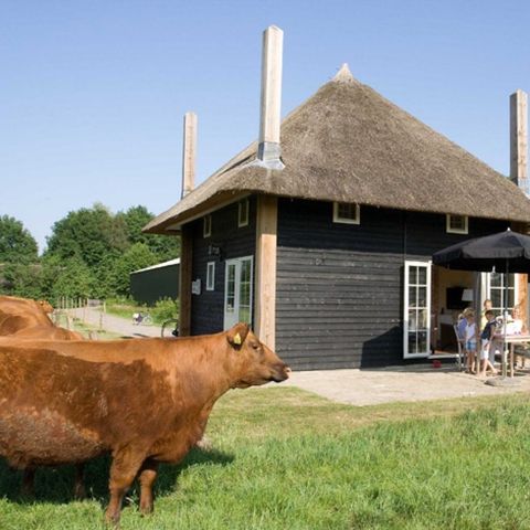 VAKANTIEHUIS 10 personen - 2 Reggehooiberg vakantiehuisjes