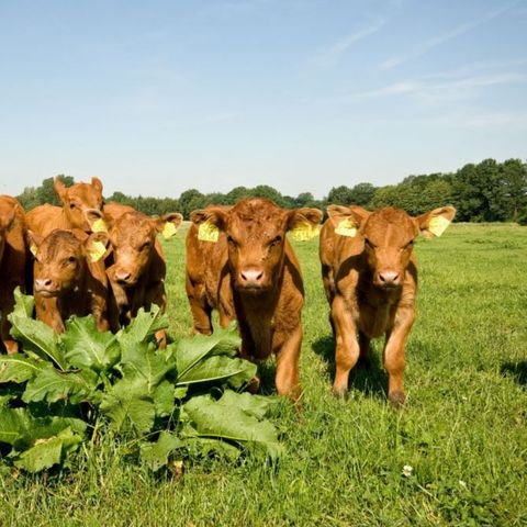 Erve Woolderink - Camping Wierden - Image N°4