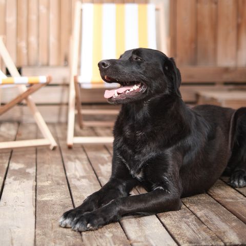 LODGE 6 persone - Marsanne 6 Amico dei cani