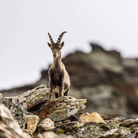 CHALET 4 persone - Cabina Stanzertal | pet-friendly