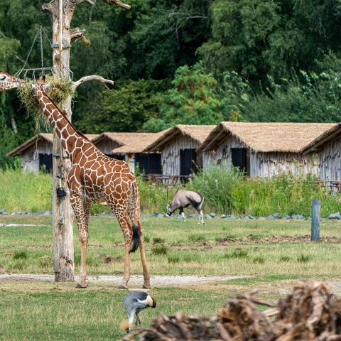 ALBERGUE 4 personas - Masai Mara