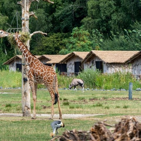 LODGE 4 people - Masai Mara