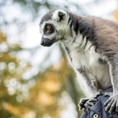 Serengeti Park - Camping Basse-saxe - Image N°5